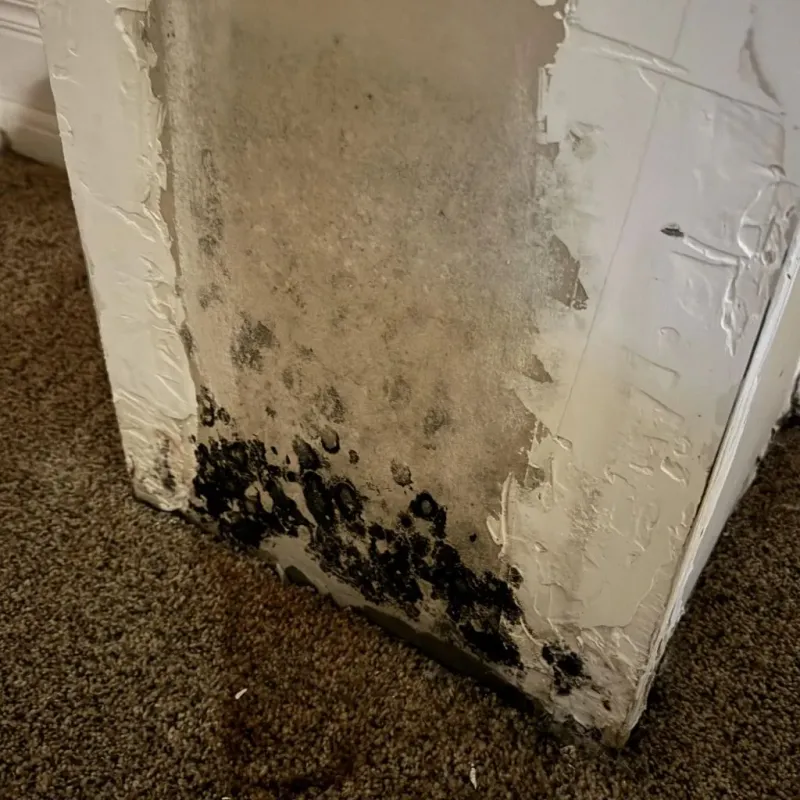 Professional Mold Removal in WaKeeney, KS